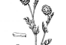 Nom original: Fumaria spicata (n°143)