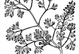 Nom original: Fumaria parviflora (n°149)