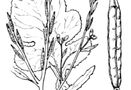 Nom original: Sinapis nigra (n°158)