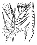 Nom original: Diplotaxis erucoides (n°168)