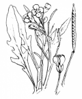 Nom original: Diplotaxis tenuifolia (n°169)