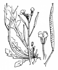 Nom original: Diplotaxis muralis (n°170)