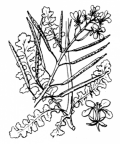 Nom original: Erucastrum obtusangulum (n°173)