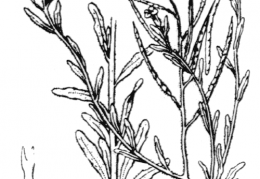 Nom original: Malcolmia parviflora (n°180)