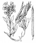 Nom original: Cheiranthus cheiri (n°186)