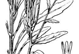 Nom original: Erysimum hieracifolium (n°190)