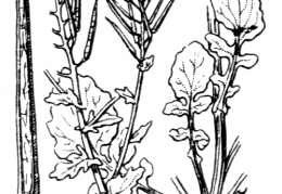 Nom original: Barbarea vulgaris (n°194)
