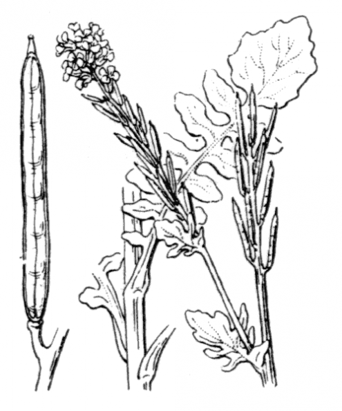 coste_0196.png