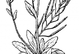 Nom original: Sisymbrium thalianum (n°199)