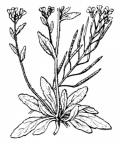 Nom original: Sisymbrium thalianum (n°199)