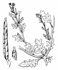 Nom original: Sisymbrium supinum (n°202)