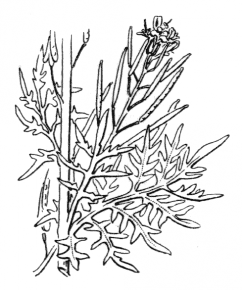 coste_0207.png