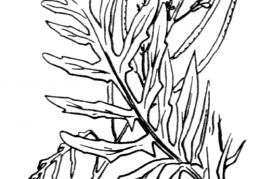 Nom original: Sisymbrium sinapistrum (n°209)