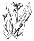 Nom original: Sisymbrium columnae (n°210)