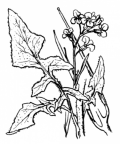 Nom original: Sisymbrium costei (n°212)