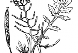 Nom original: Nasturtium sylvestre (n°216)