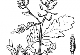 Nom original: Nasturtium palustre (n°217)
