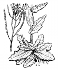 Nom original: Arabis alpina (n°220)