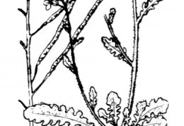 Nom original: Arabis arenosa (n°222)