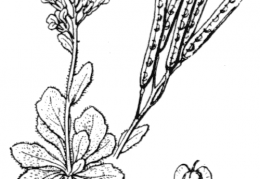 Nom original: Arabis caerulea (n°224)