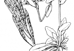 Nom original: Arabis bellidifolia (n°226)