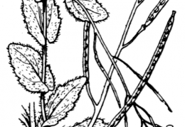 Nom original: Arabis saxatilis (n°233)