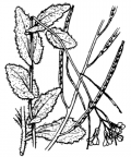 Nom original: Arabis saxatilis (n°233)