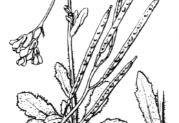 Nom original: Arabis stricta (n°234)