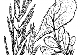 Nom original: Arabis arcuata (n°235)