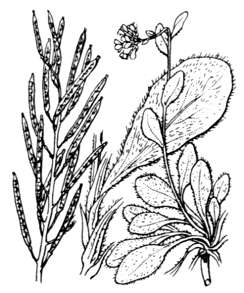 coste_0235.png