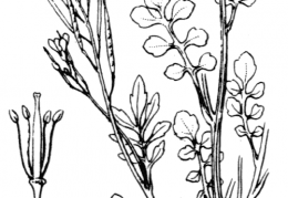 Nom original: Cardamine hirsuta (n°247)