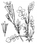Nom original: Cardamine hirsuta (n°247)