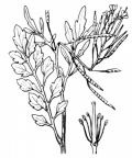 Nom original: Cardamine sylvatica (n°248)