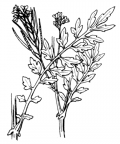 Nom original: Cardamine impatiens (n°249)