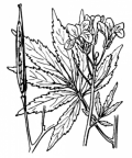 Nom original: Dentaria pinnata (n°253)