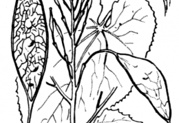 Nom original: Lunaria rediviva (n°254)