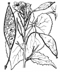 Nom original: Lunaria rediviva (n°254)