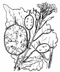 Nom original: Lunaria biennis (n°255)