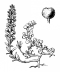 Nom original: Alyssum calycinum (n°259)