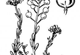 Nom original: Alyssum montanum (n°261)