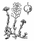 Nom original: Alyssum montanum (n°261)