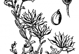 Nom original: Alyssum alpestre (n°265)