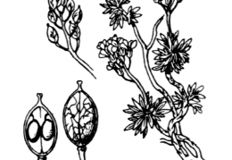 Nom original: Draba pyrenaica (n°274)