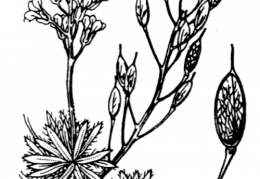Nom original: Draba aizoides (n°276)
