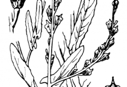 Nom original: Myagrum perfoliatum (n°290)