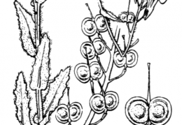 Nom original: Biscutella cichoriifolia (n°301)