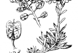 Nom original: Iberis saxatilis (n°305)