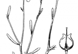 Nom original: Iberis linifolia (n°311)