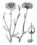 Nom original: Iberis linifolia (n°311)