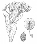 Nom original: Thlaspi arvense (n°321)